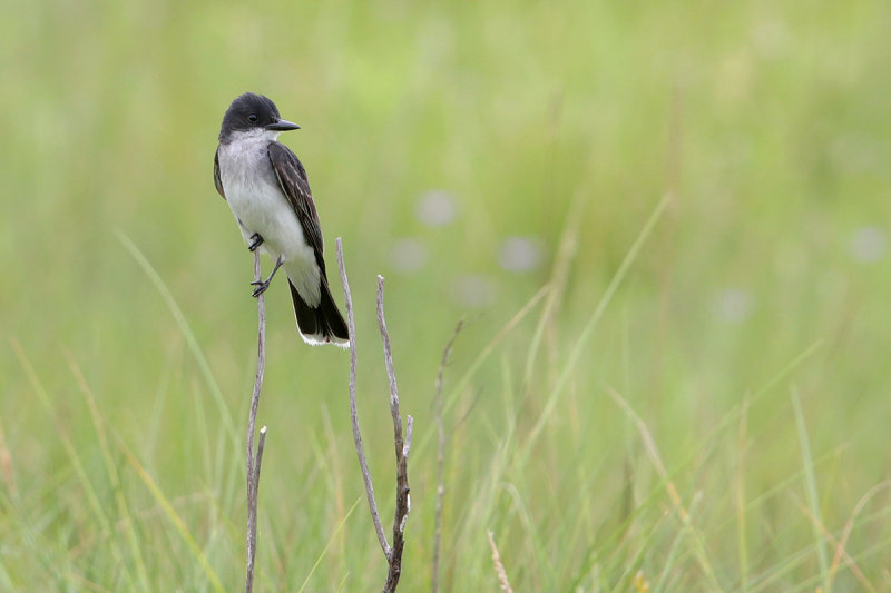 Eastern Kingbird