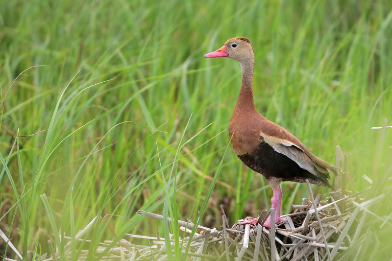 Black-bellied Whistling Duck