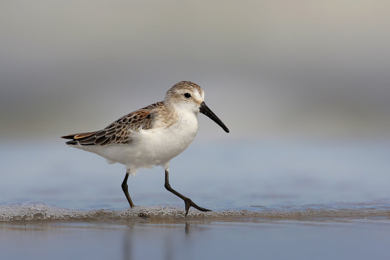 Western Sandpiper