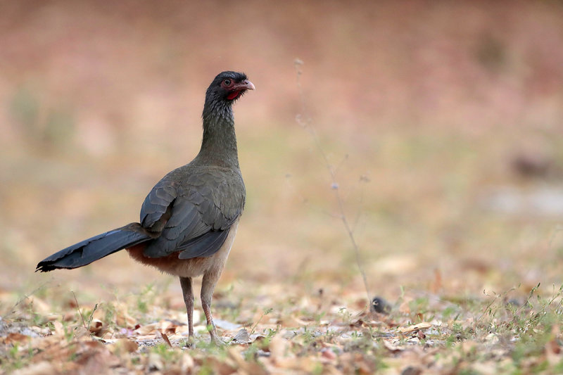 Chaco Chachalaca