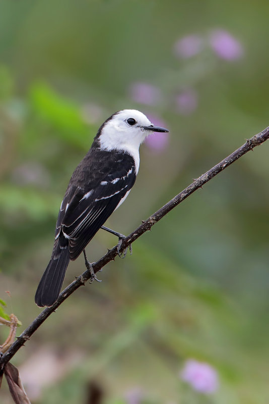 Black-backed Water-Tyrant