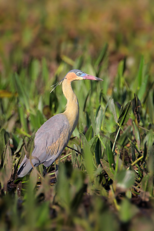 Whistling Heron