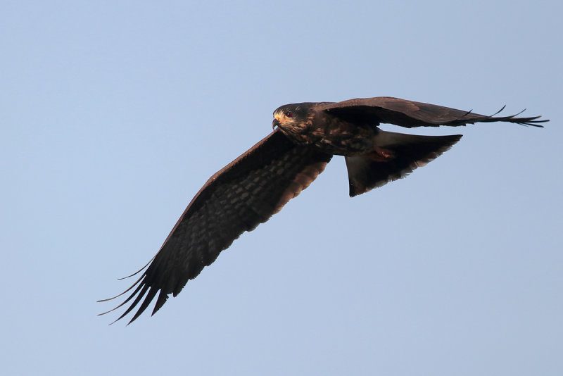 Snail Kite