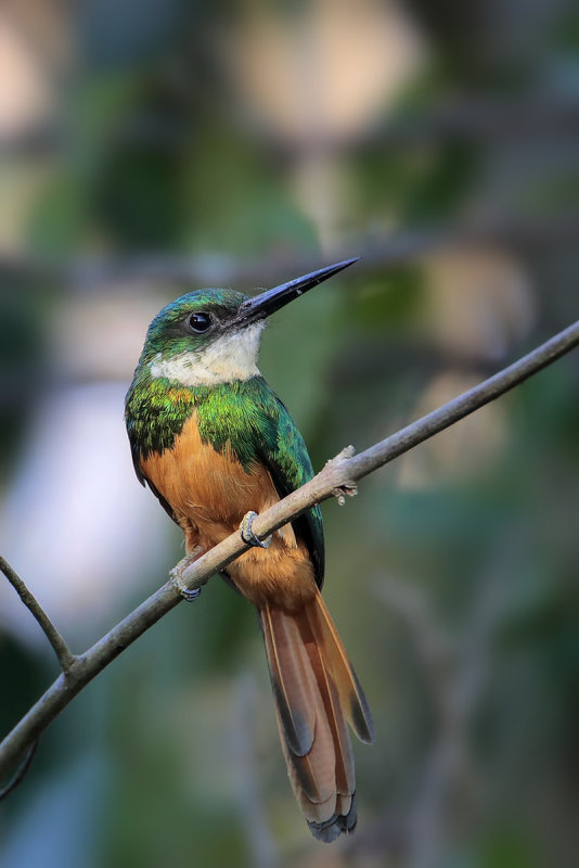 Rufous-tailed Jacamar