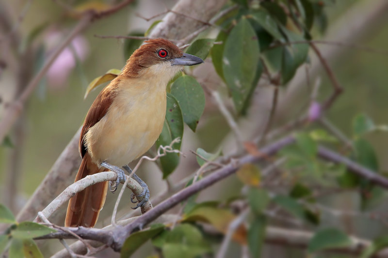 Great Antshrike