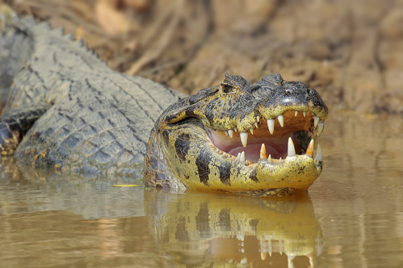 Yacare Caiman