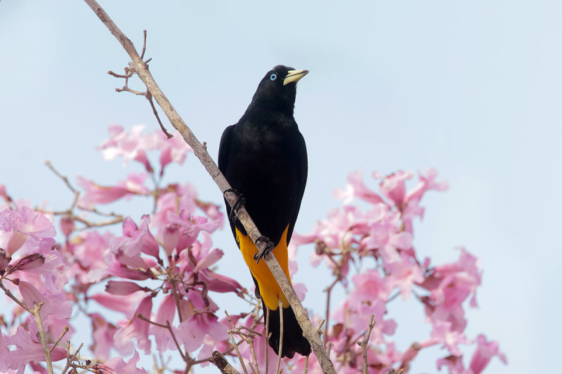 Yellow-rumped Cacique