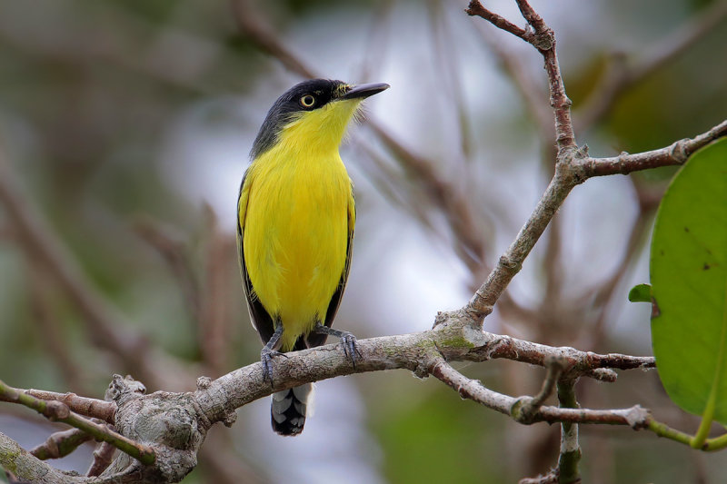 Common Tody-flycatcher