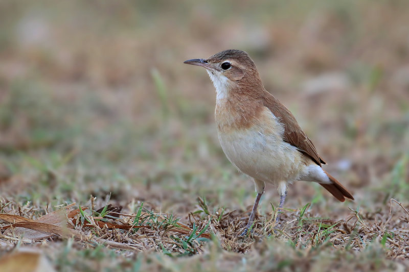 Rufous Hornero
