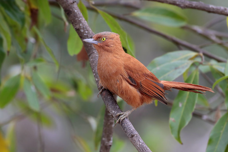 Gray-crested Cacholote