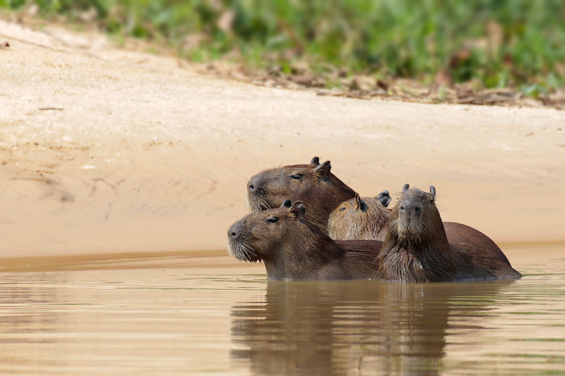 Capybara