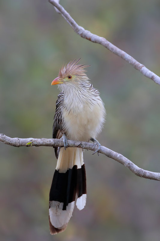 Guira Cuckoo