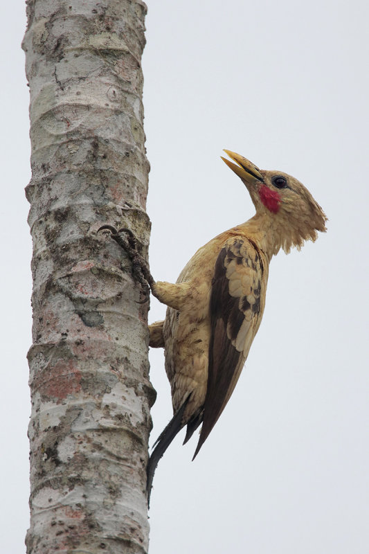 Cream-colored Woodpecker