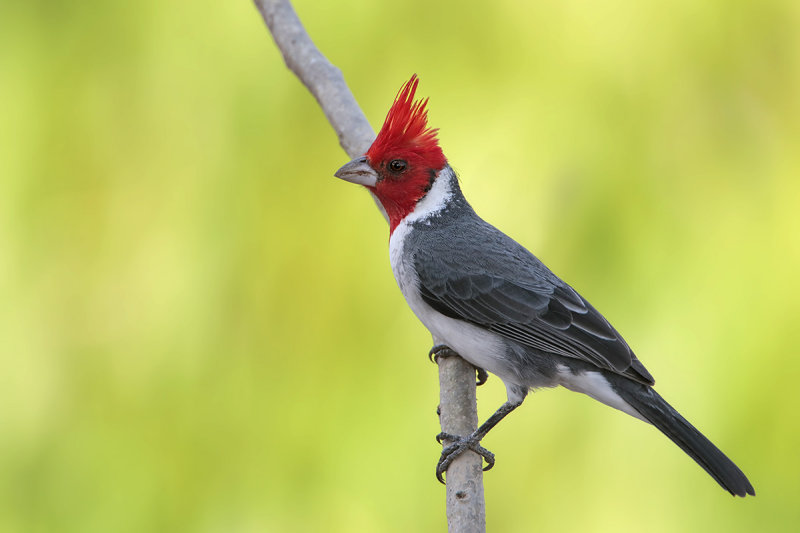 Red-crested Cardinal