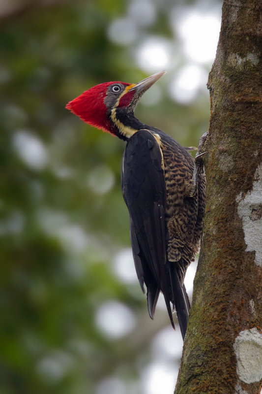 Lineated Woodpecker