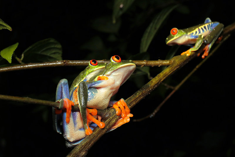 Red-eyed Tree Frog