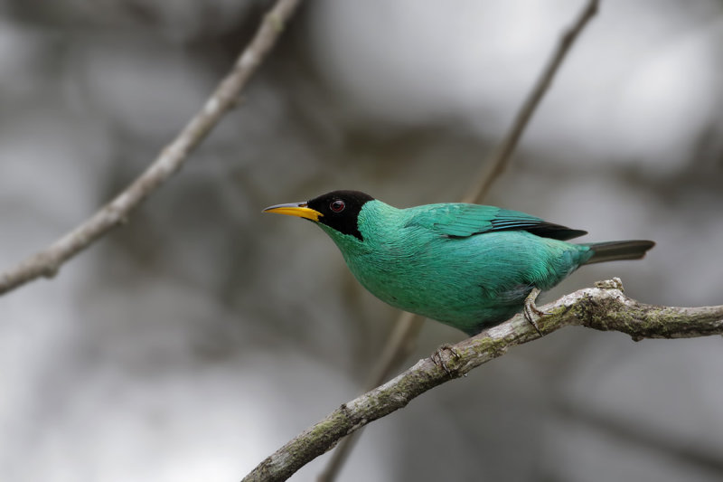 Green Honeycreeper