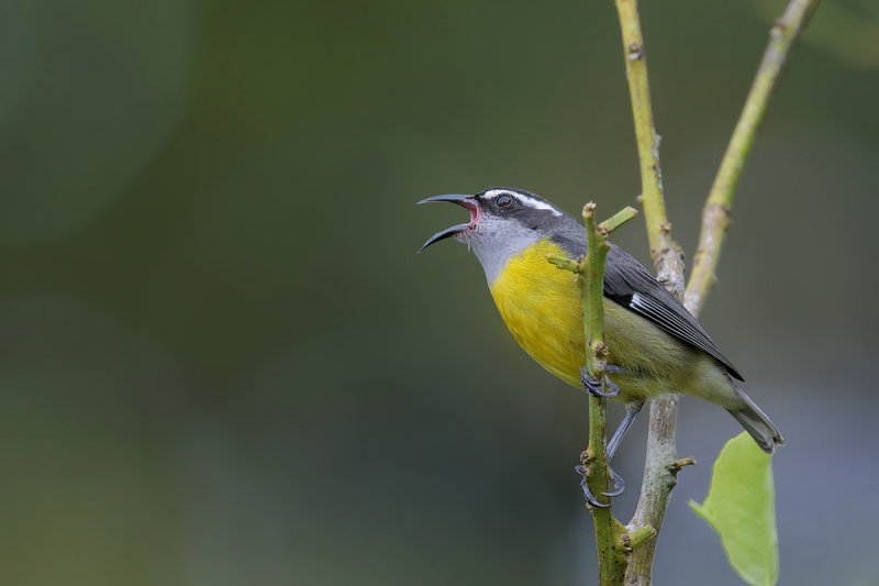 Bananaquit