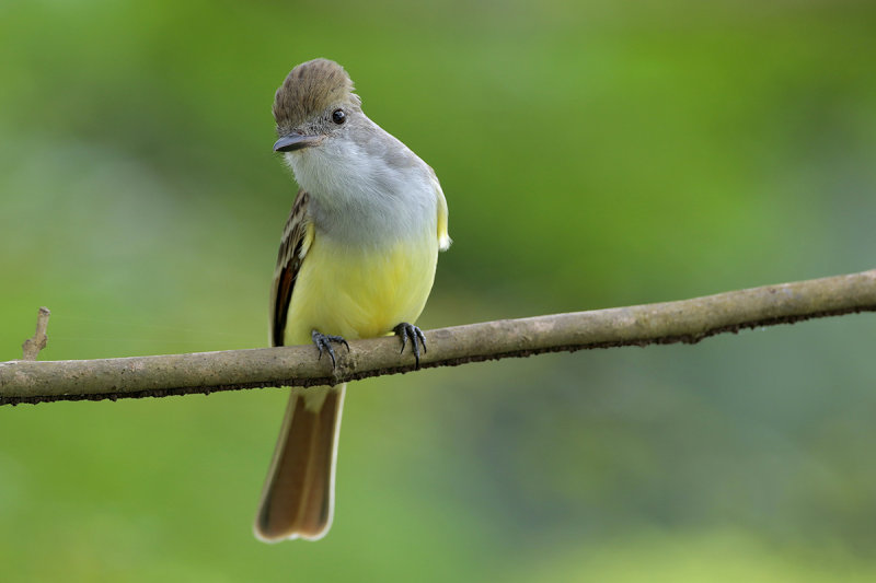 Brown-crested Flycatcher