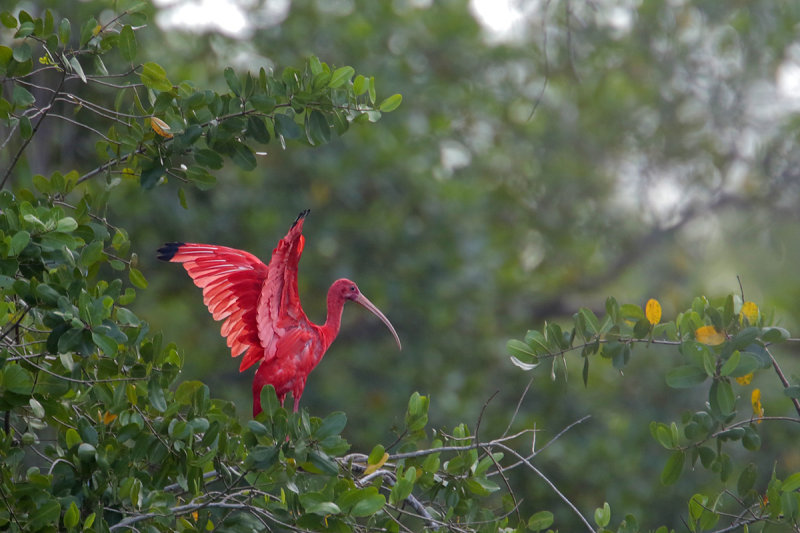 Scarlet Ibis