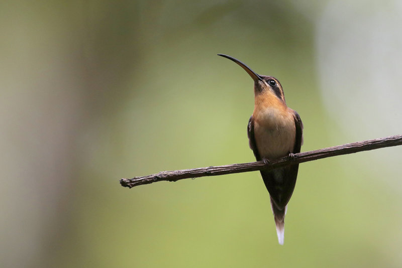 Rufous-breasted Hermit