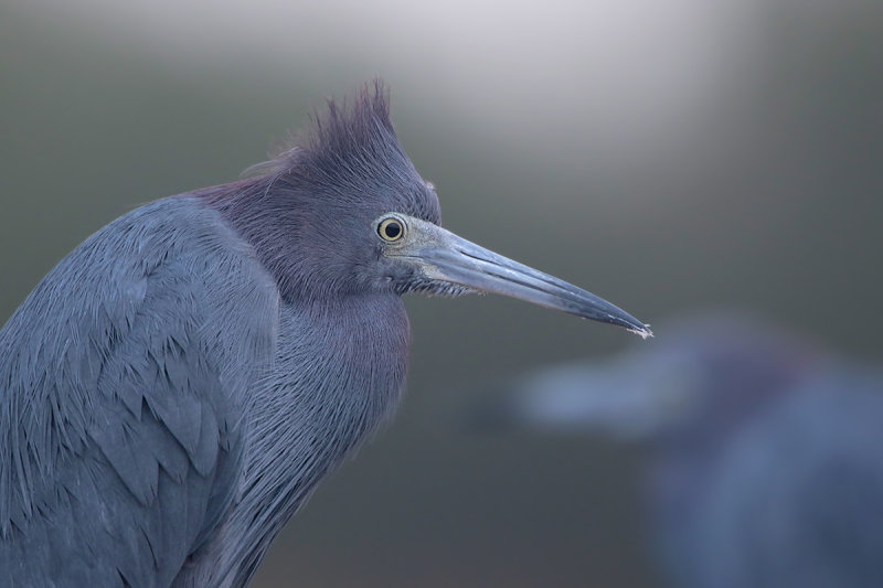 Little Blue Heron