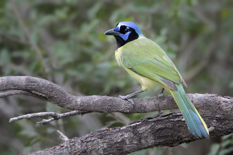 Green Jay