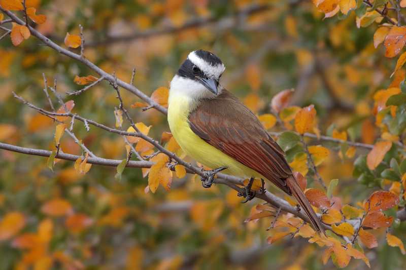 Great Kiskadee