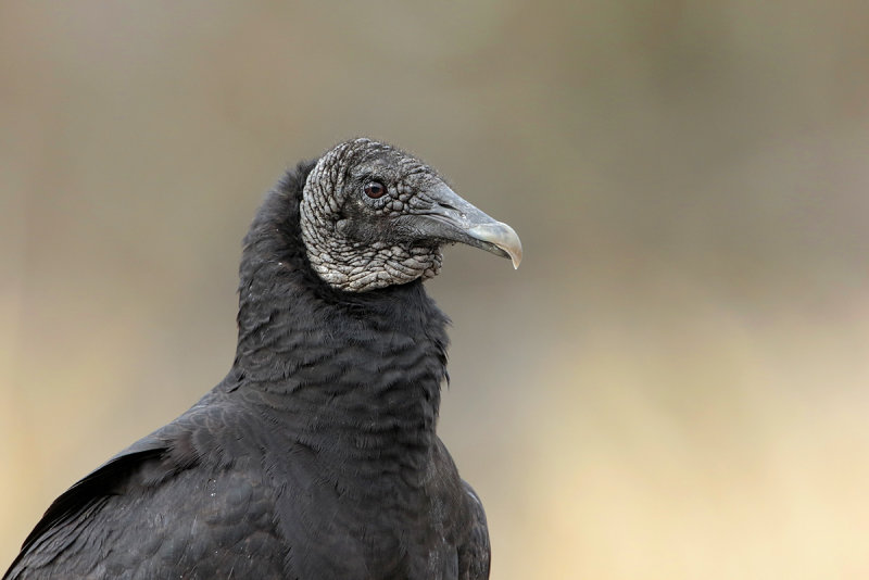 Black Vulture