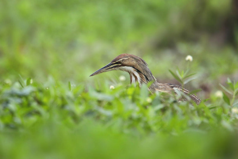 American Bittern