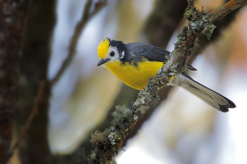 Golden-fronted Whitestart