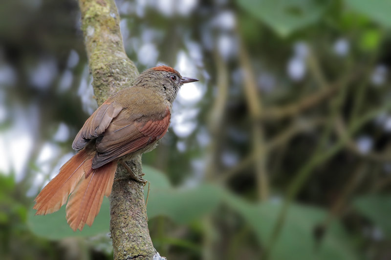 Ash-browed Spinetail