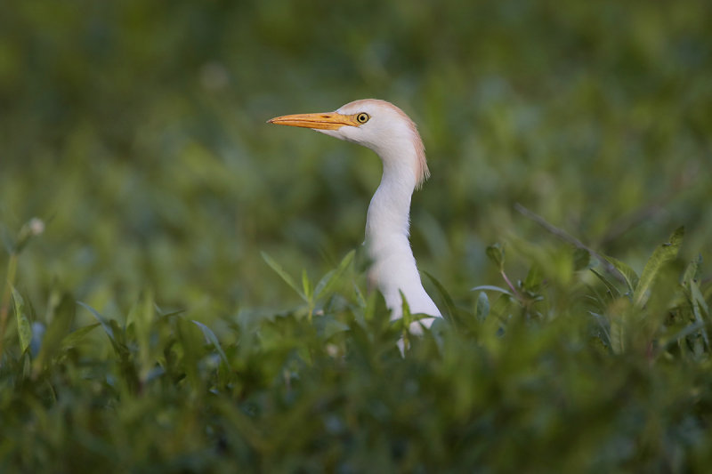 Cattle Egret