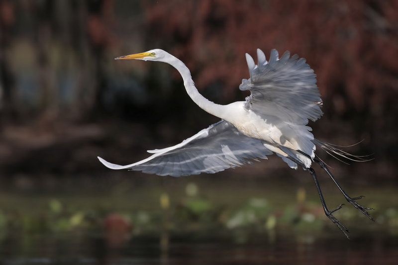 Great Egret