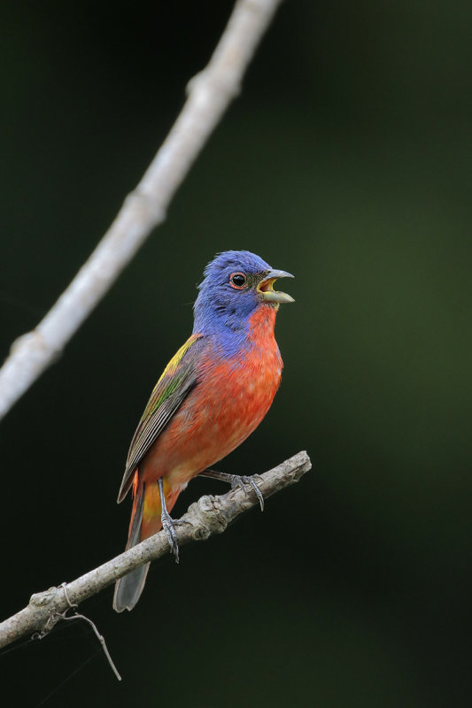Painted Bunting