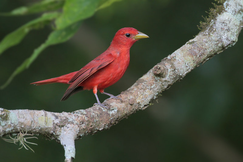 Summer Tanager