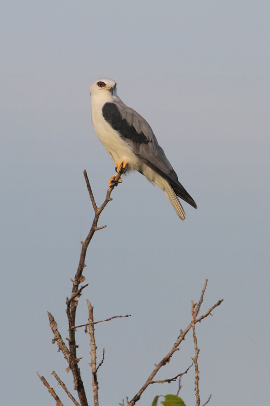 White-tailed Kite