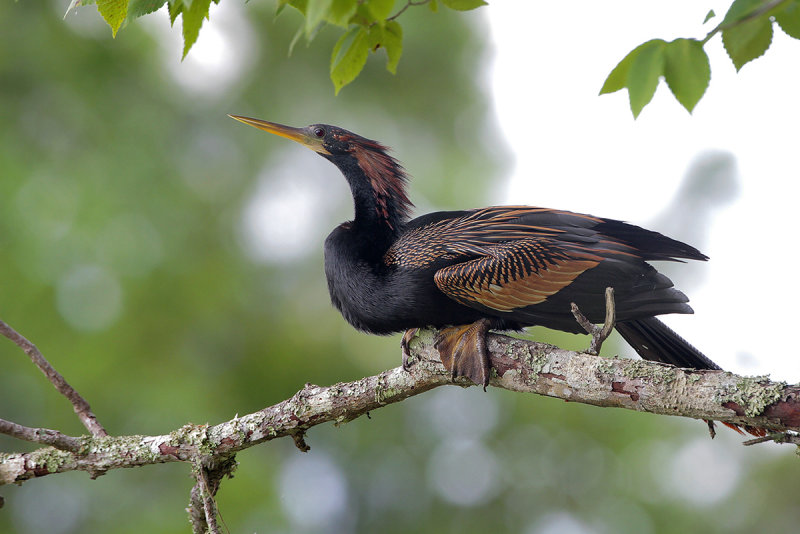 Anhinga