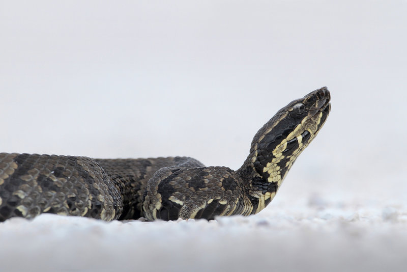Western Cottonmouth