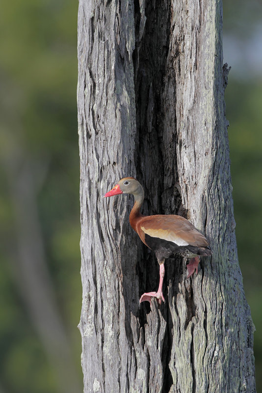 Black-bellied Whistling-Duck