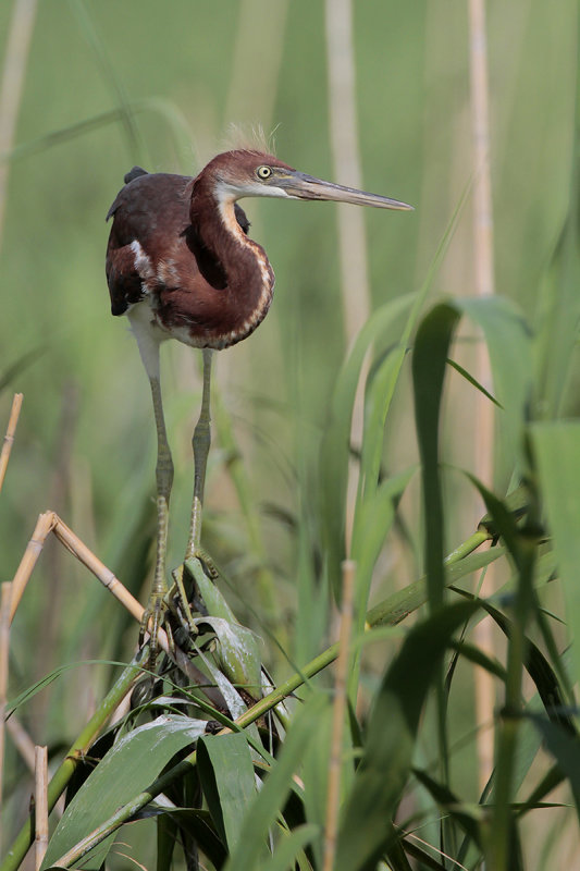 Tricolored Heron