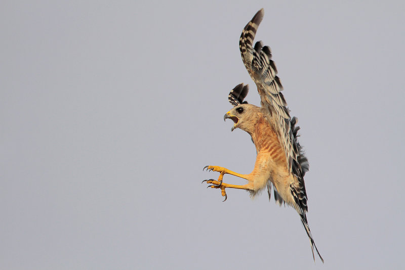 Red-shouldered Hawk