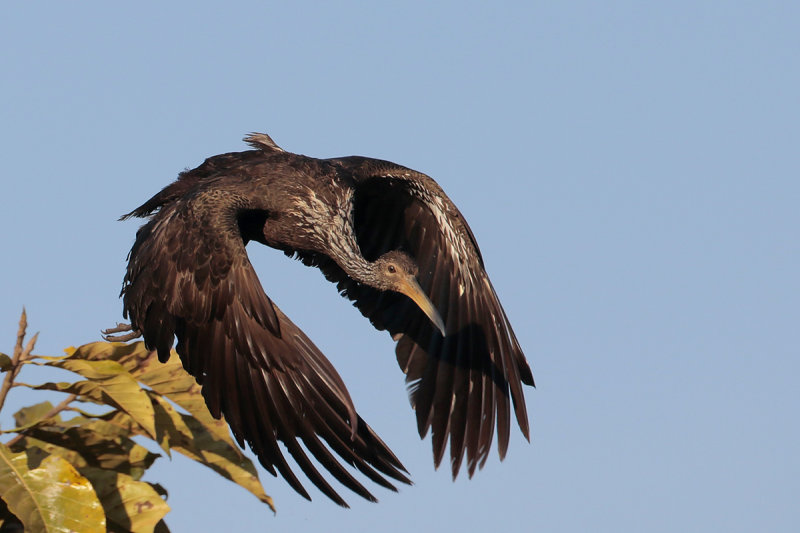 Limpkin