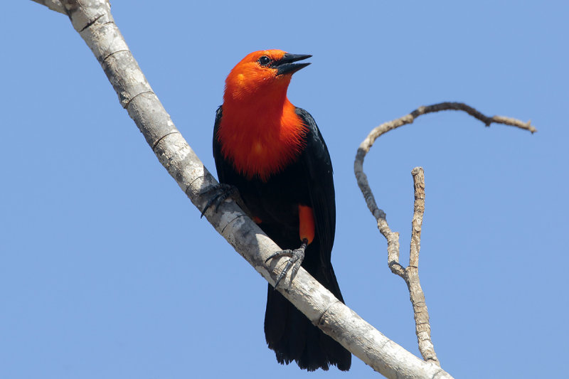 Scarlet-headed Blackbird