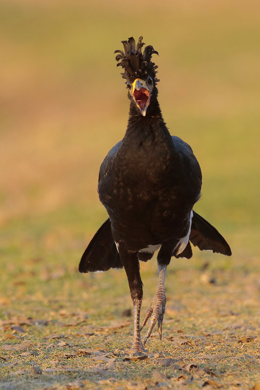 Bare-faced Curassow