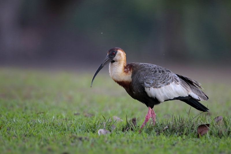 Buff-necked Ibis