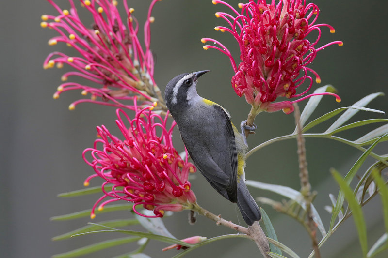 Bananaquit