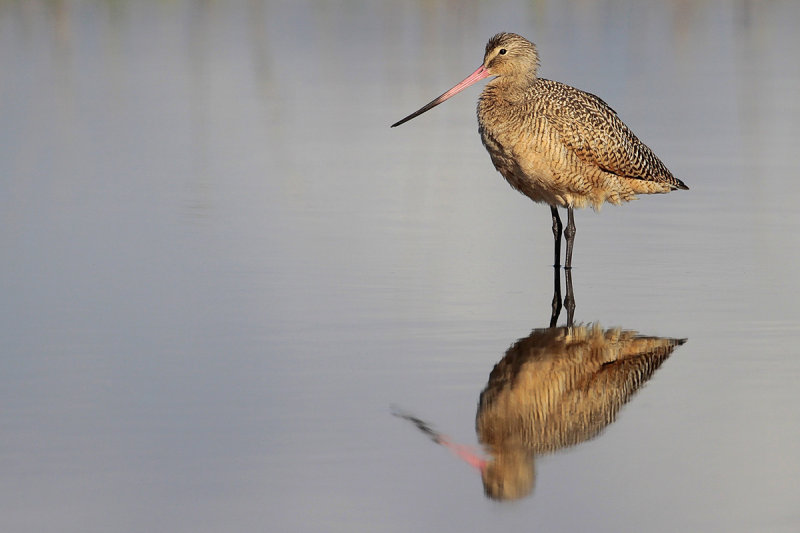 Marbled Godwit