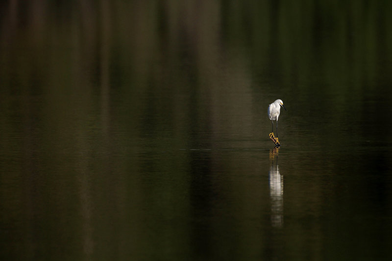 Snowy Egret