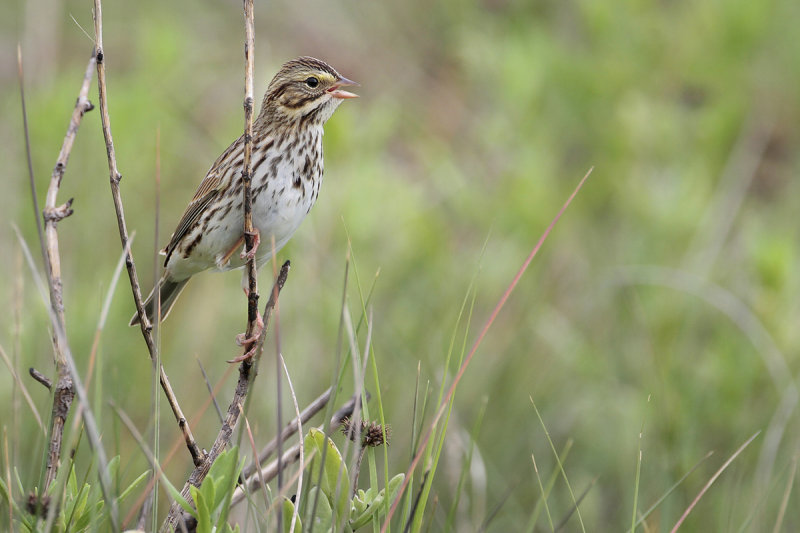 Savannah Sparrow